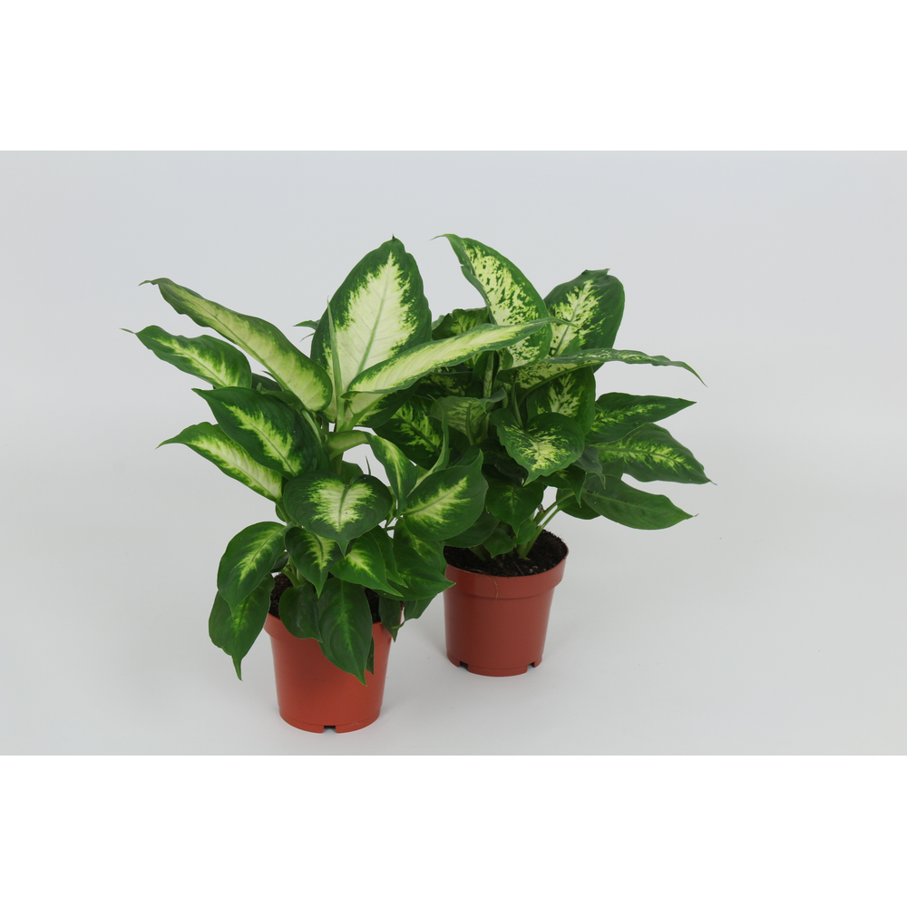 Purify Dieffenbachia Camilla/Compacta 12 cm.