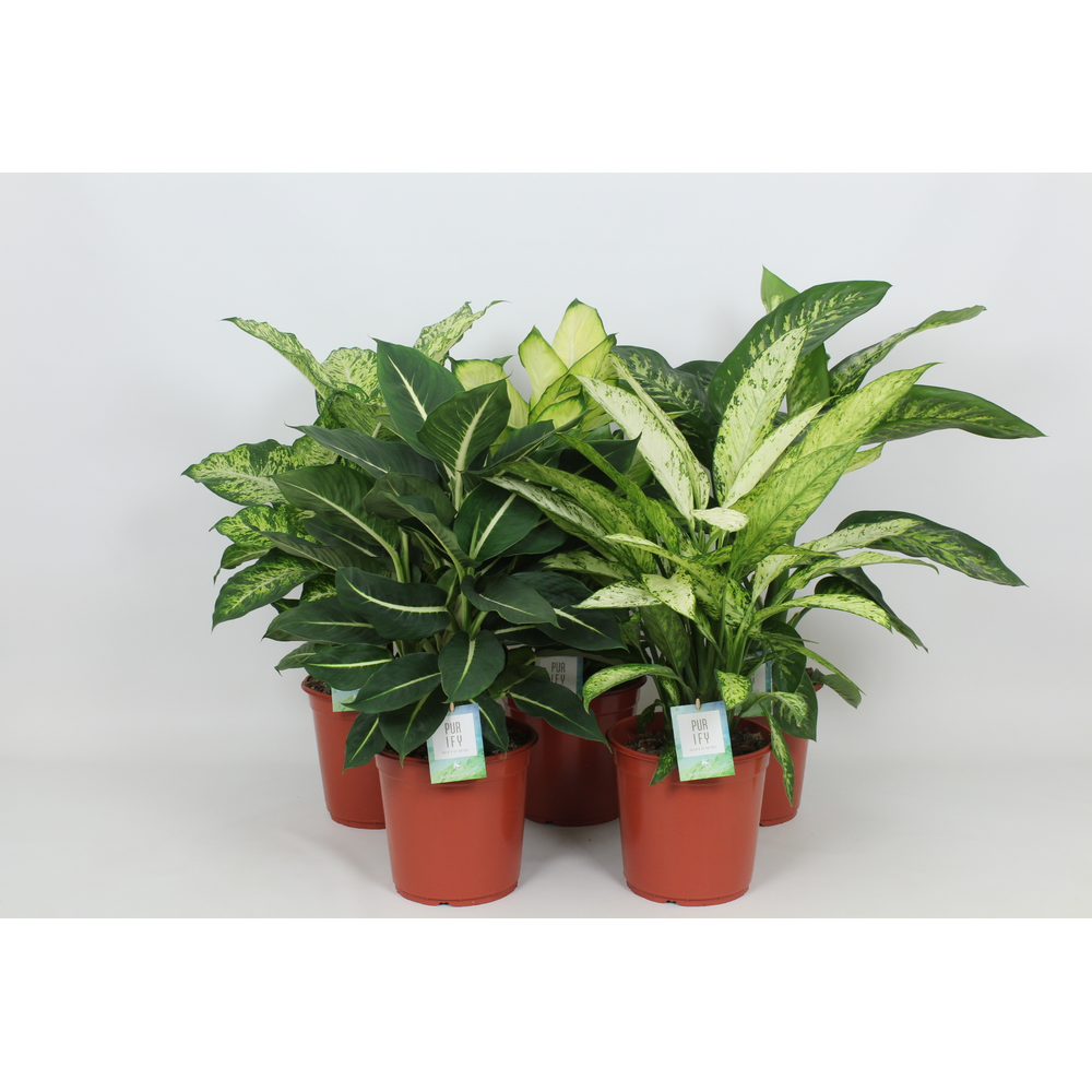 Purify Dieffenbachia Gemengd Luxe 24 cm.