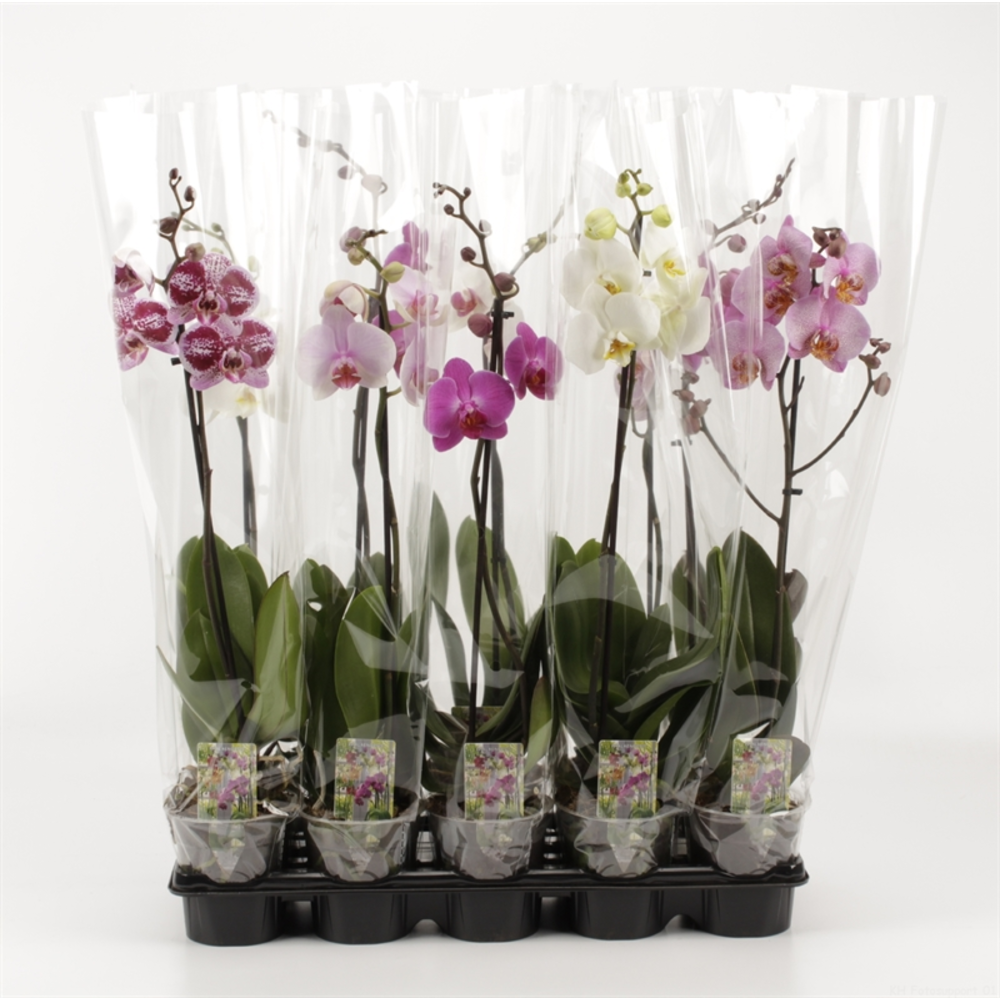 Phalaenopsis gemengd 1 Tak Mix.