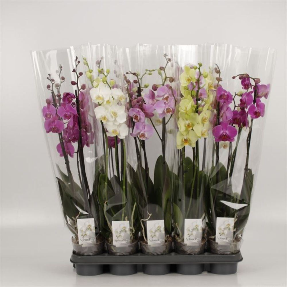Phalaenopsis gemengd 3 Tak Mix.