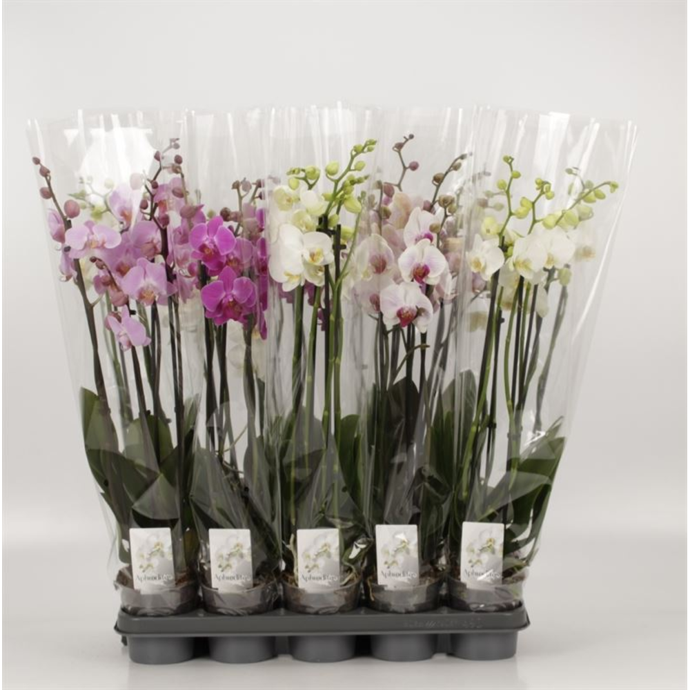 Phalaenopsis gemengd 4 Tak Mix.