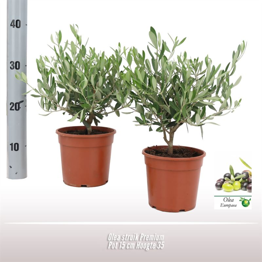 Olea struik.