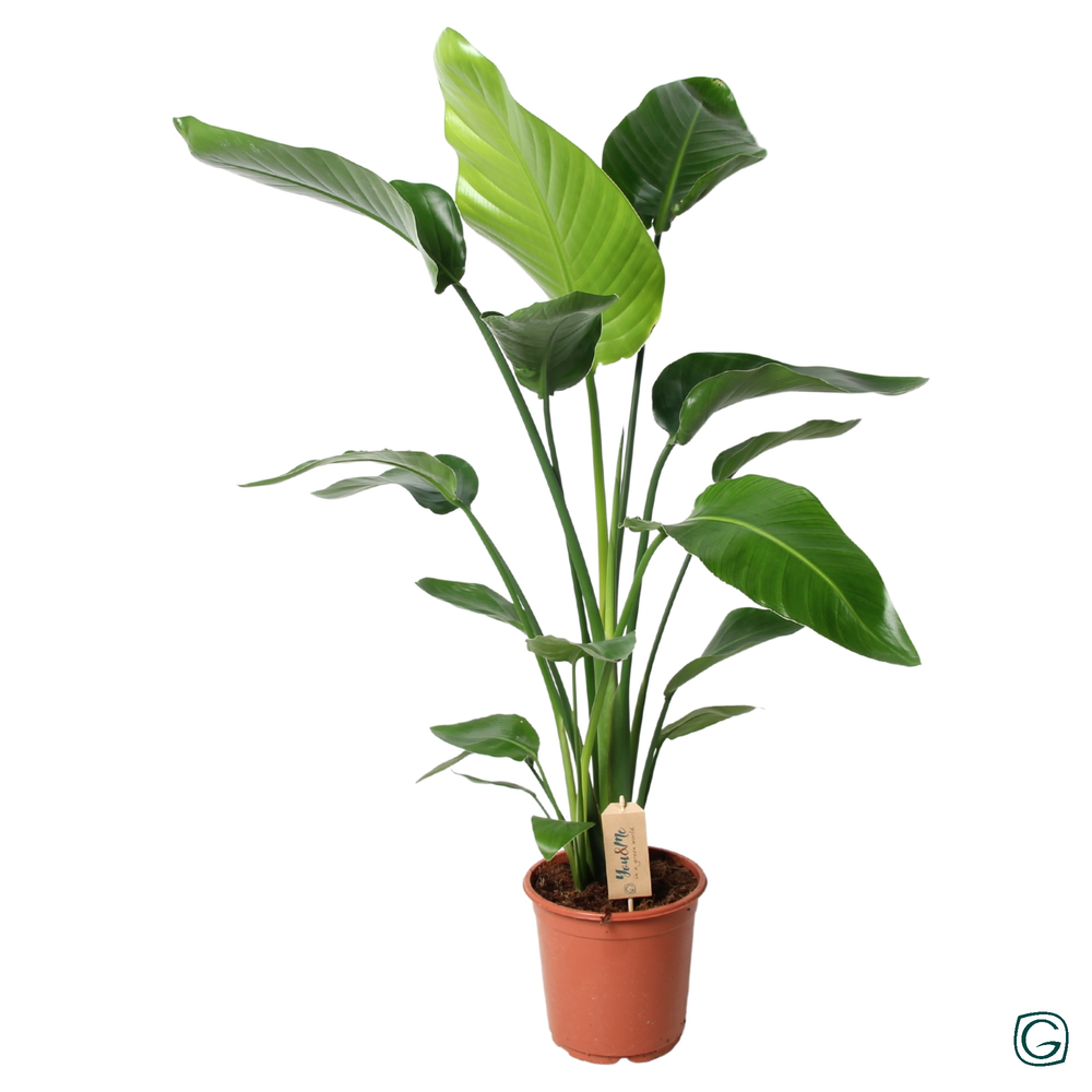 Strelitzia nicolai p21.