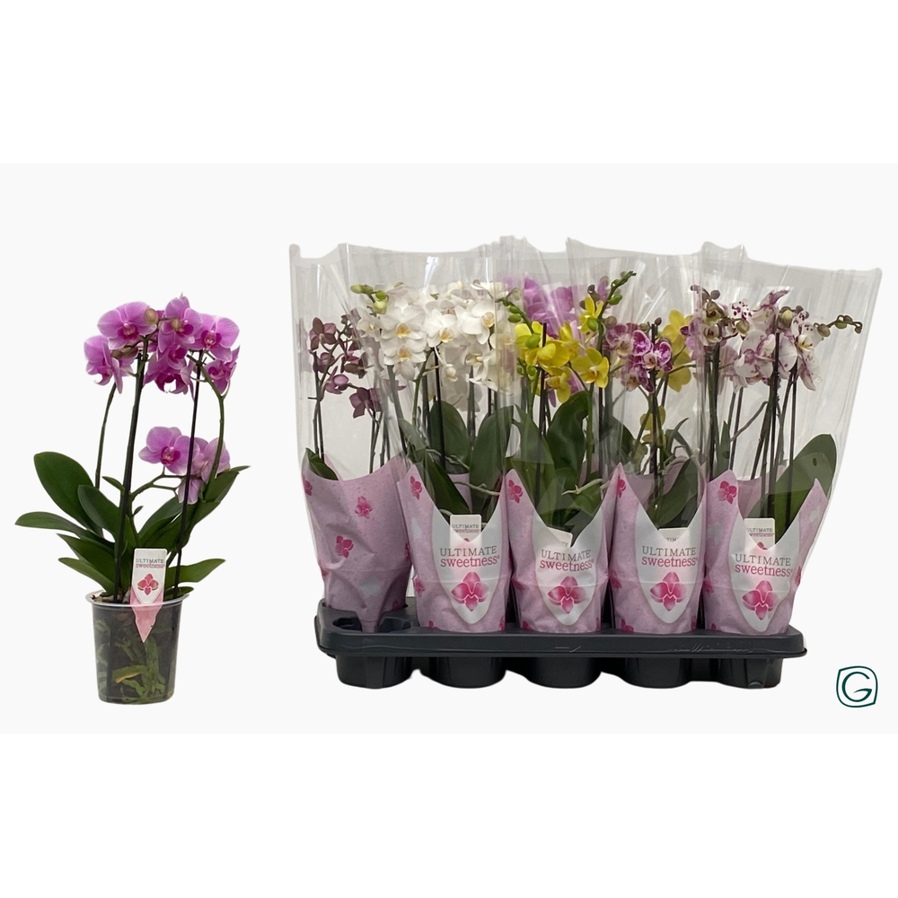 Multiflora 3tk mix Ultimate Sweetness.