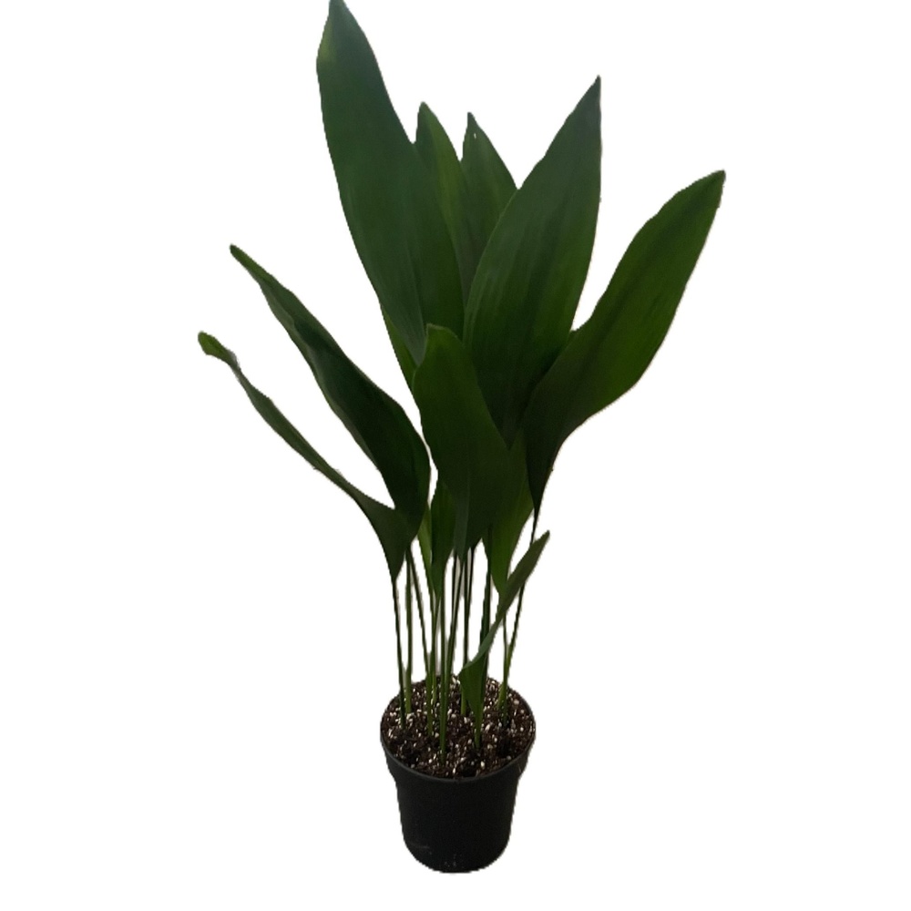 Aspistra eliator.