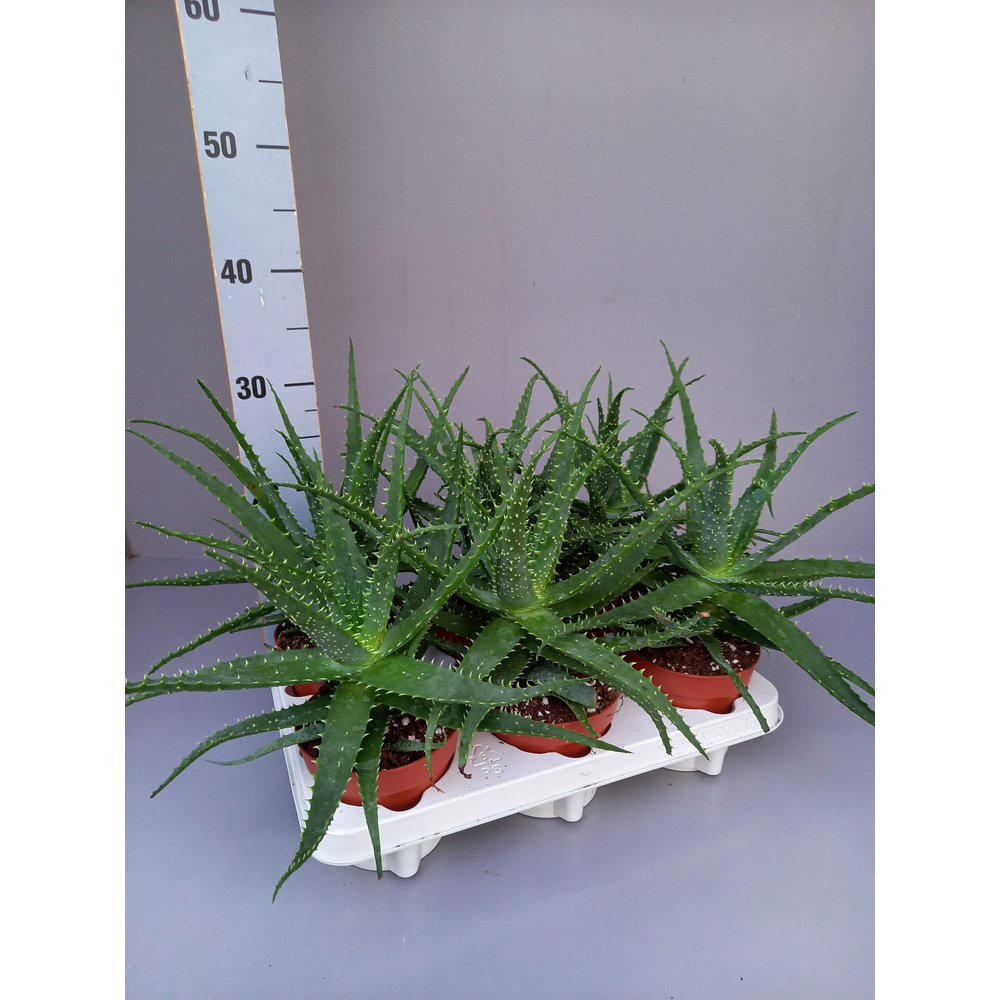 Aloe arborescens 12.