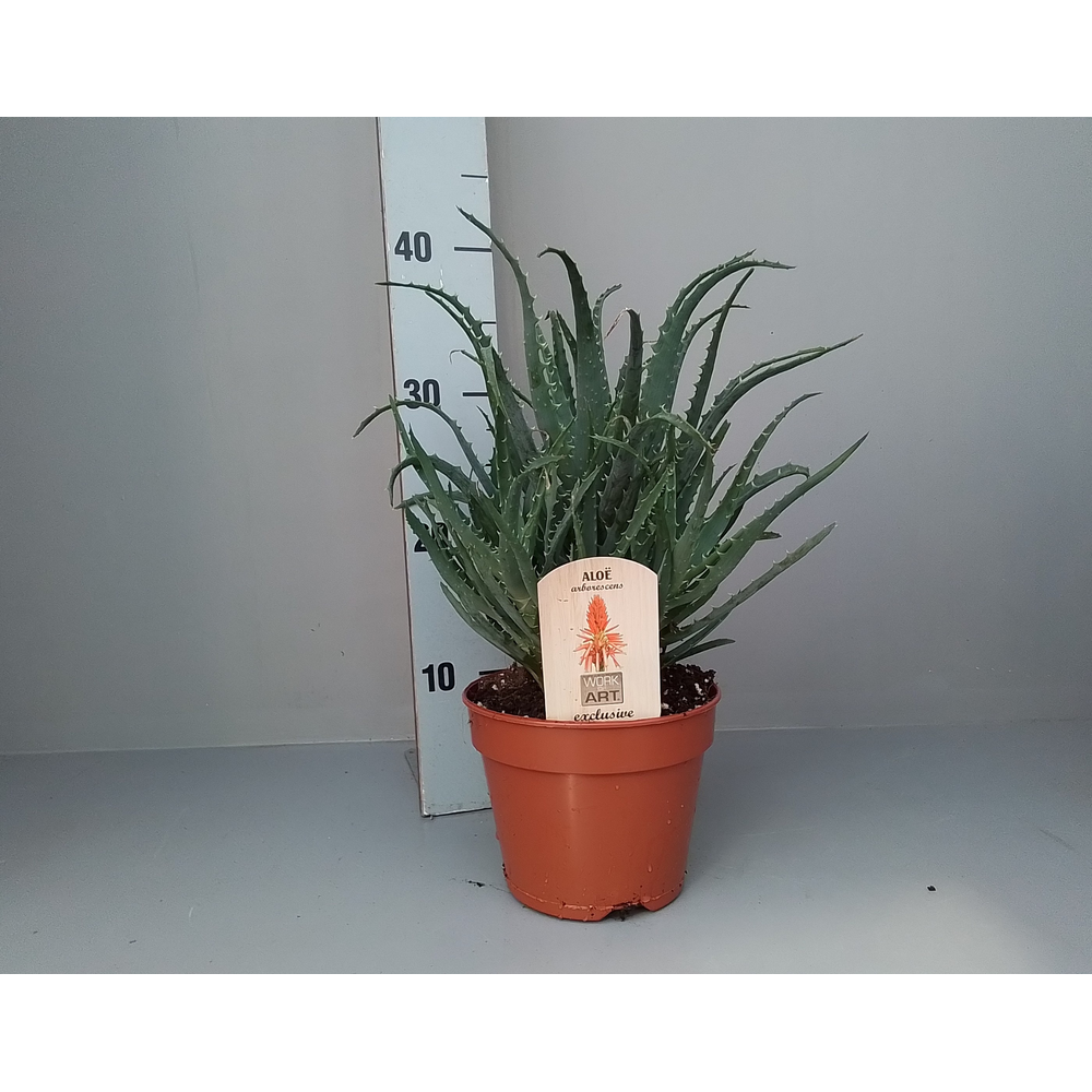Aloe arborescens 15.