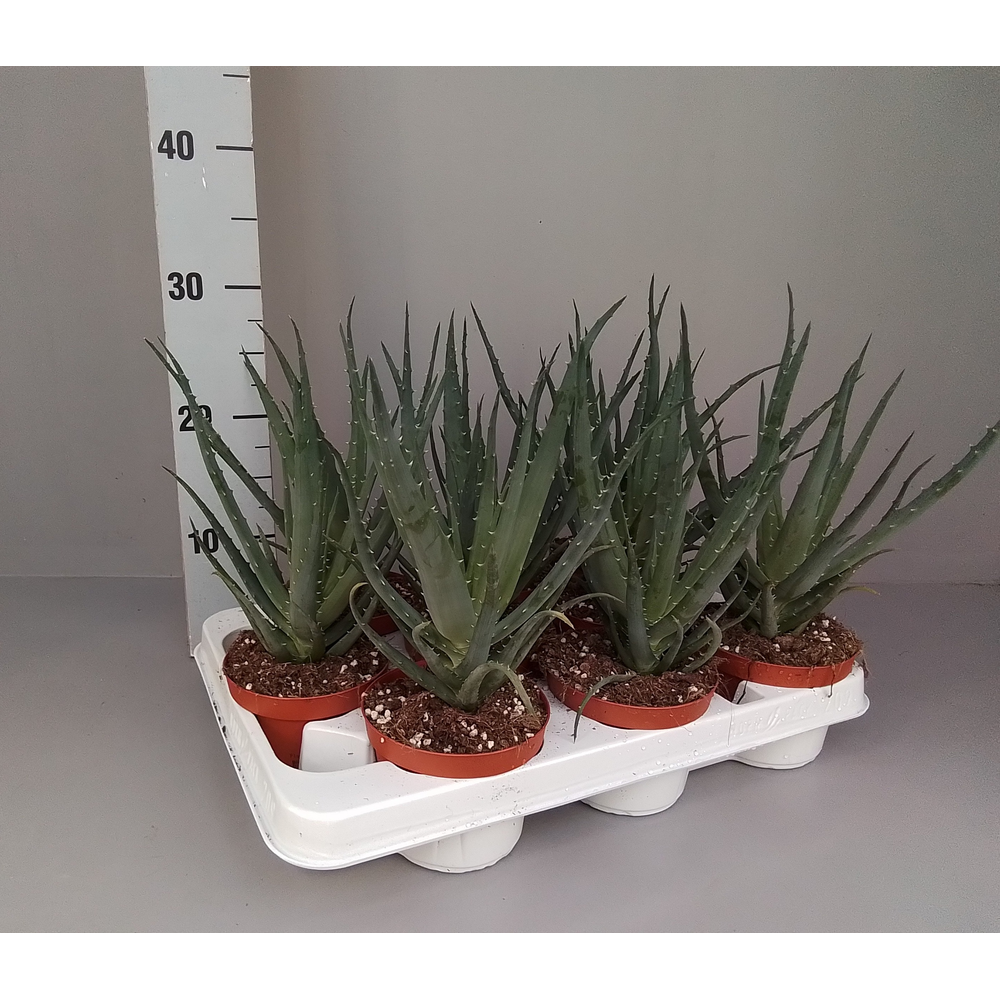 Aloe arborescens 10.5.
