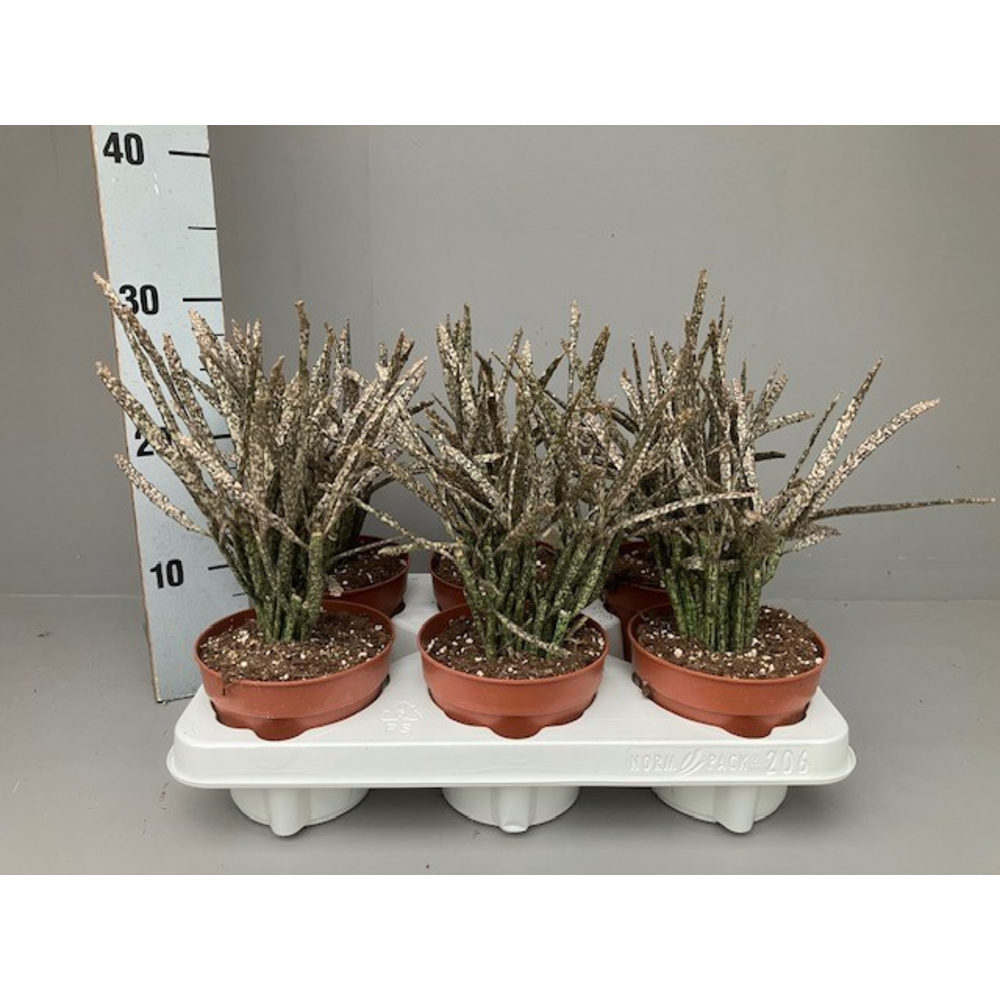 Euphorbia platyclada.