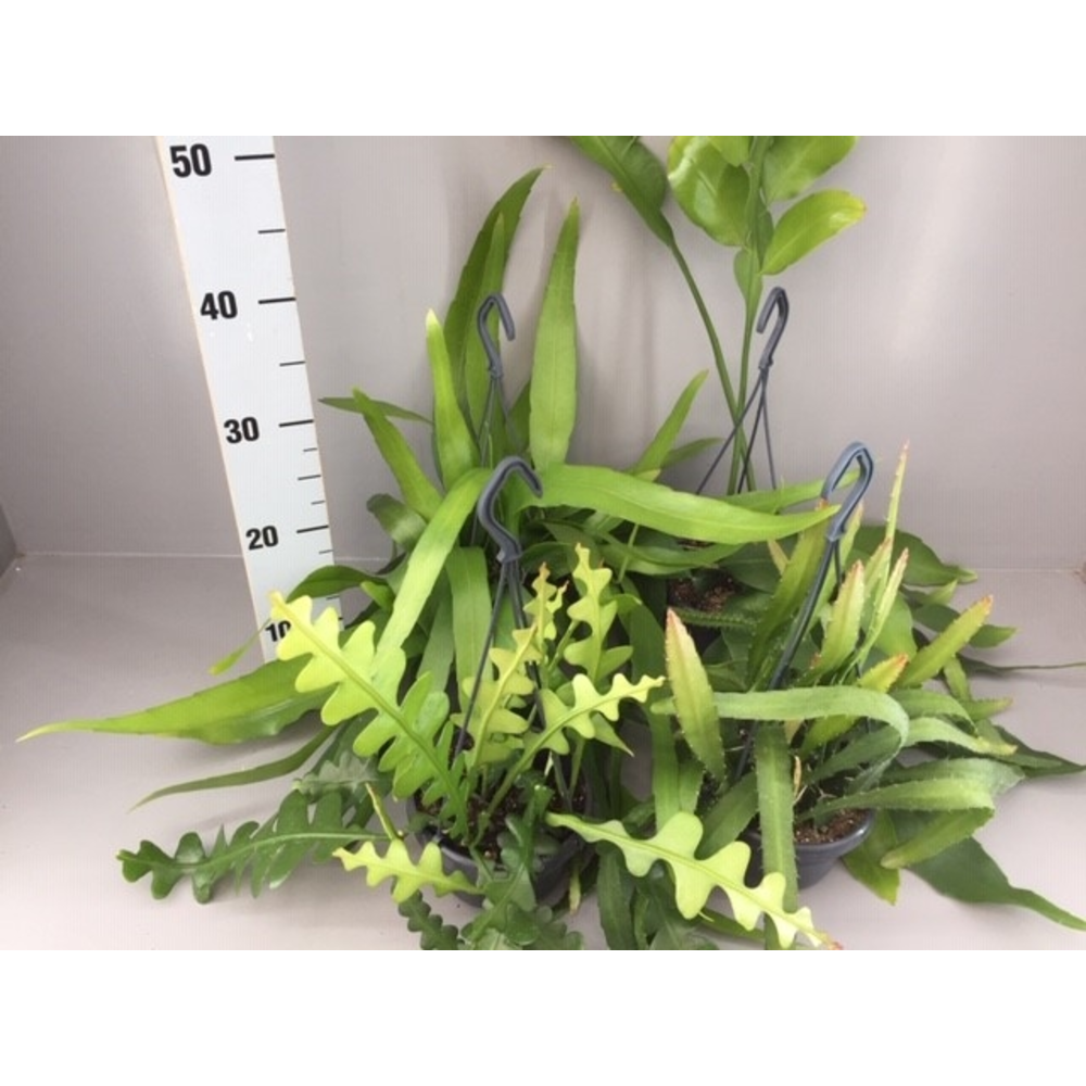Epiphyllum mix.