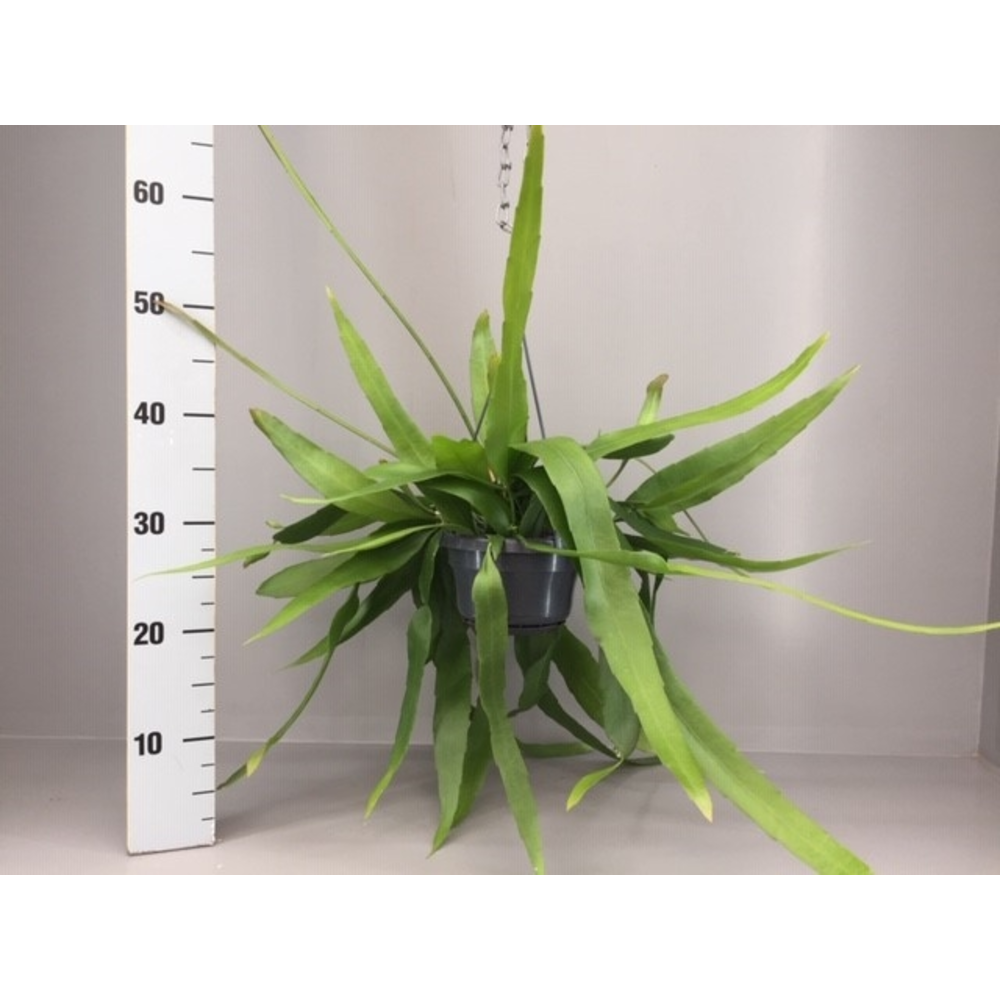 Epiphyllum pumilum.