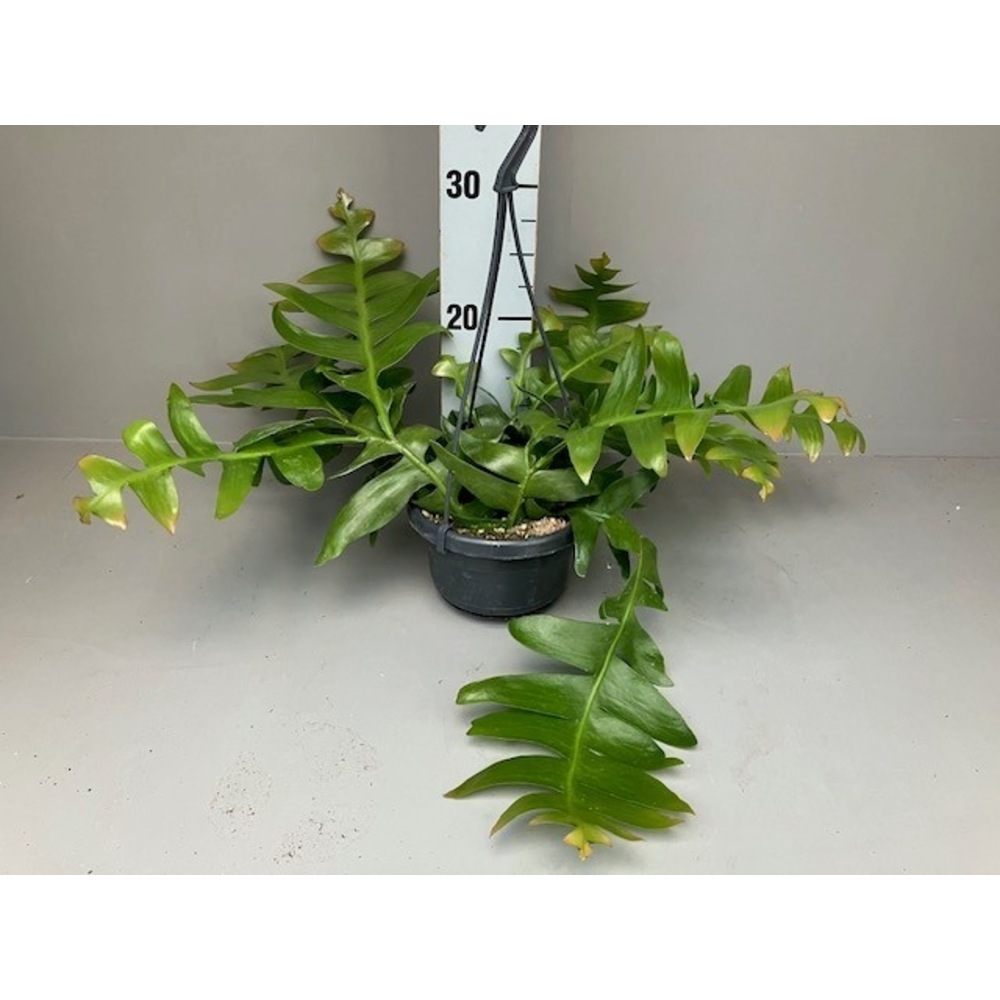Epiphyllum chrysocardium.