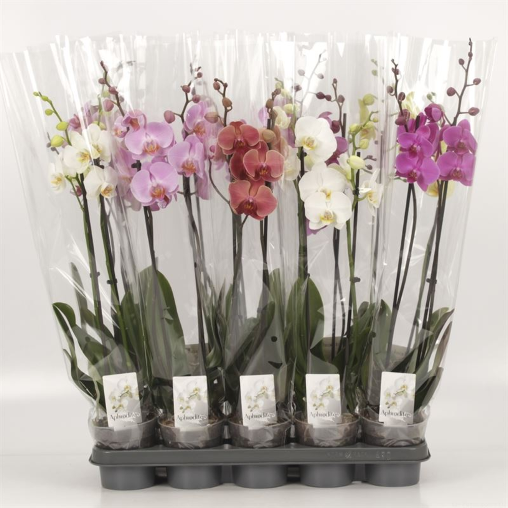 Phalaenopsis gemengd 2 Tak Mix.