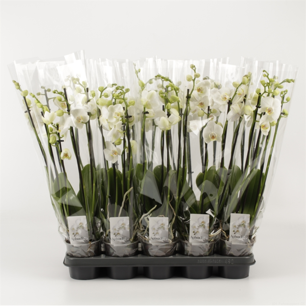 Phalaenopsis overig wit 4 Tak Wit.