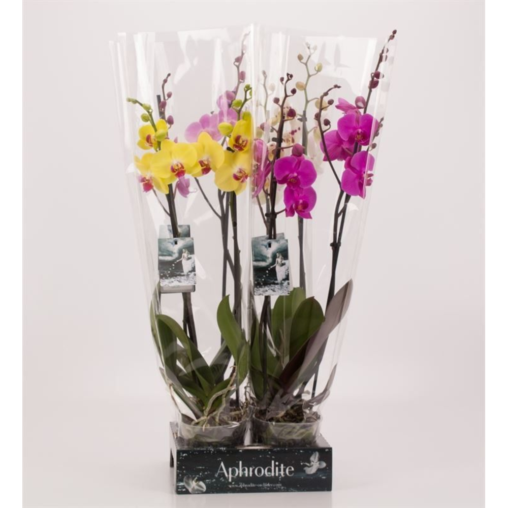 Phalaenopsis gemengd 2 tak mix Goddess.