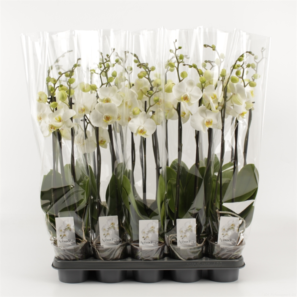 Phalaenopsis overig wit 3 Tak Wit.