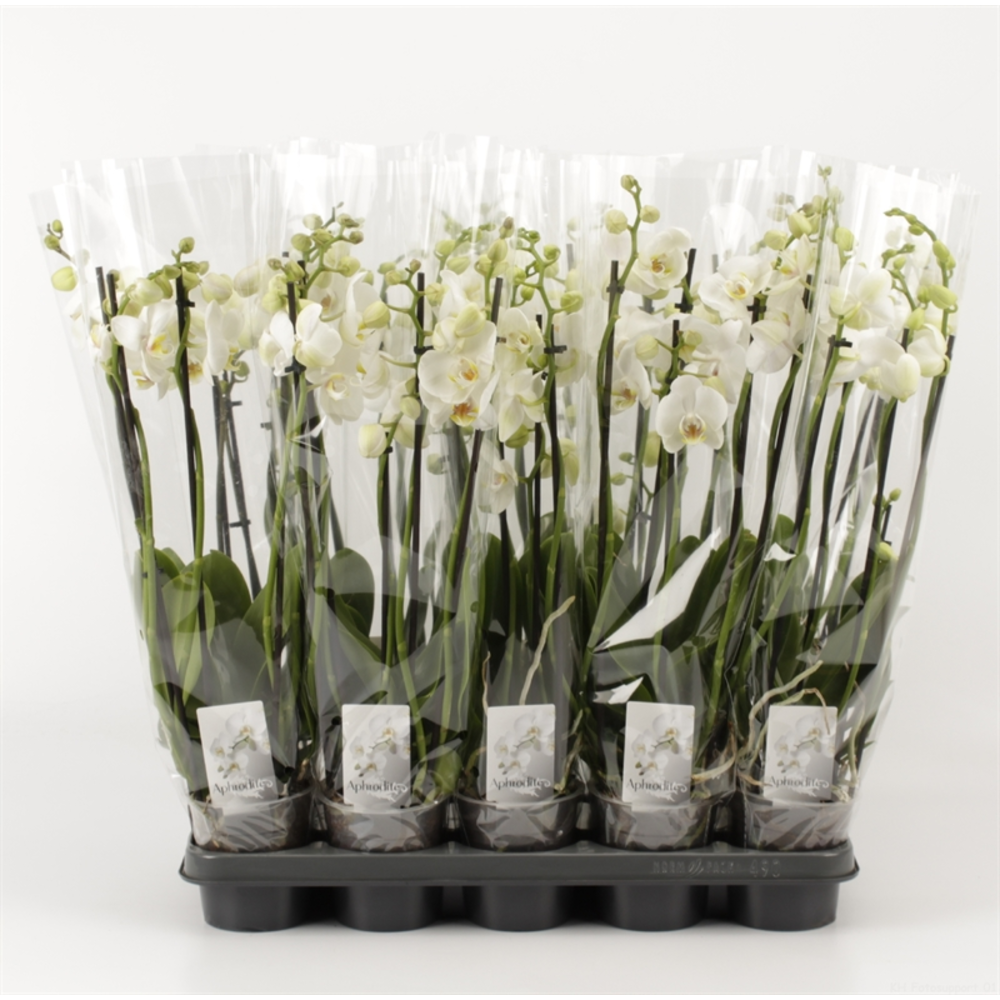 Phalaenopsis overig wit 5 Tak Wit.