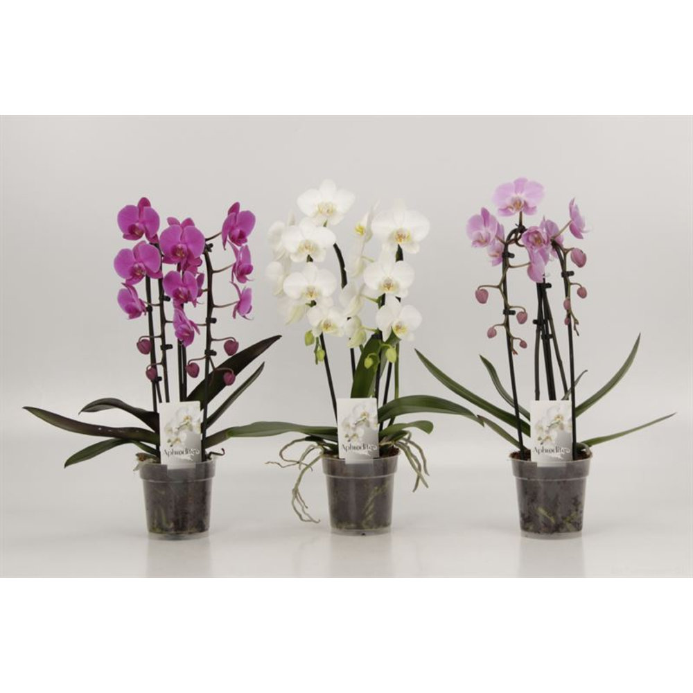 Phalaenopsis Elegant Cascade Duoboga gemengd.