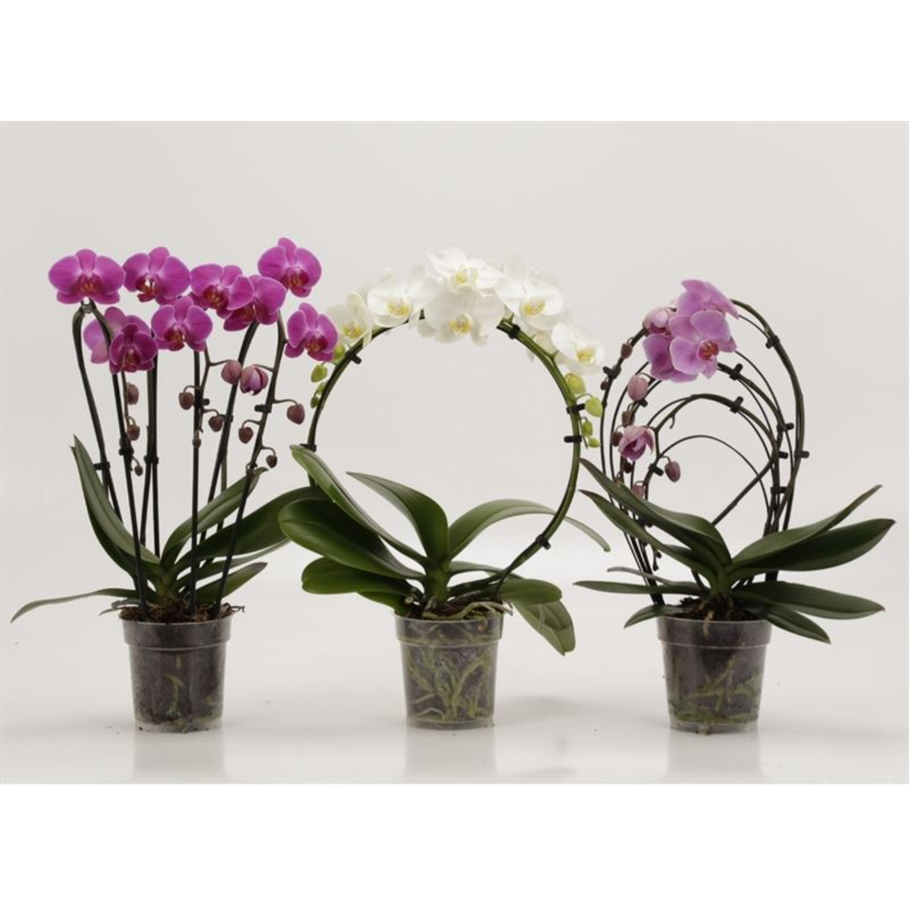Phalaenopsis overig Shapes Mix gemengd Luxe.