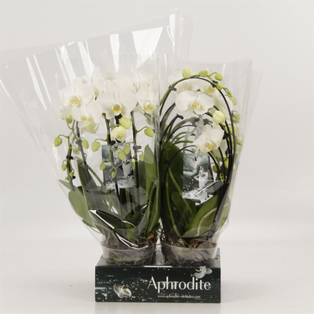 Phalaenopsis overig Shapes wit Goddess.