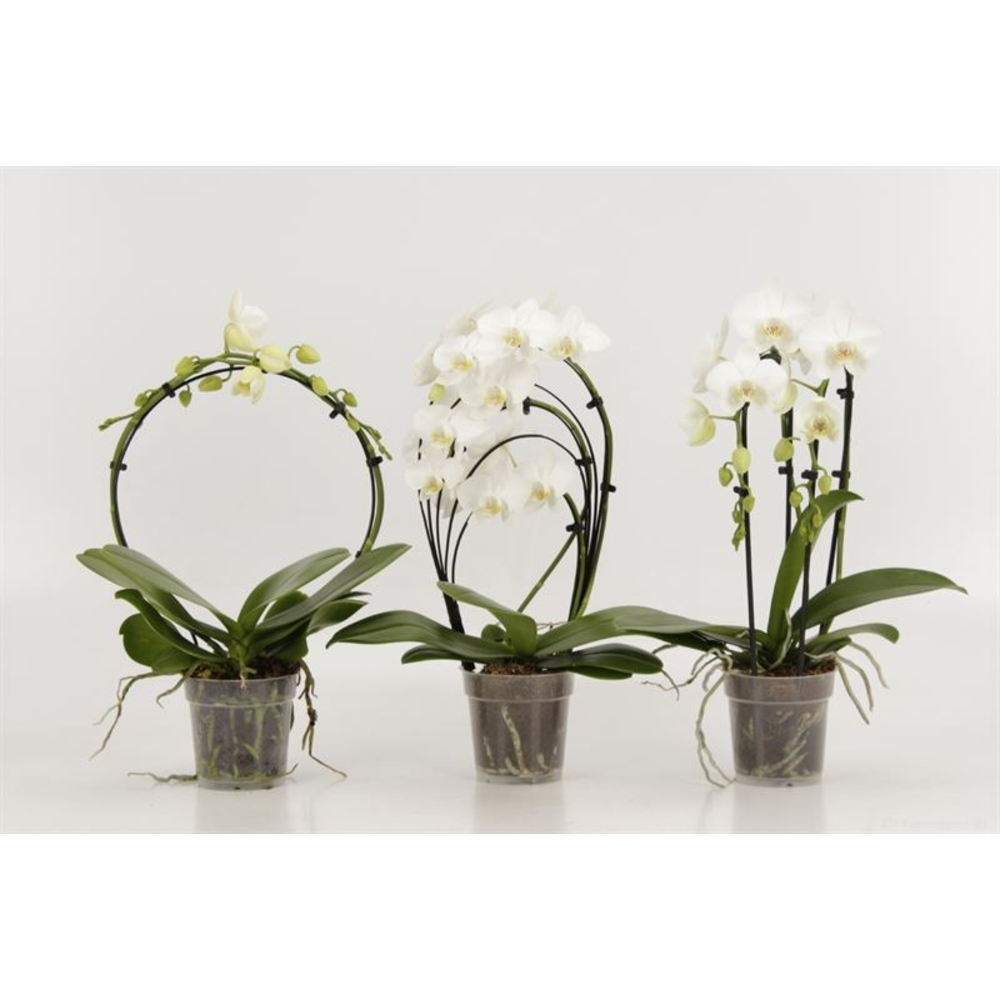 Phalaenopsis overig shapes wit.