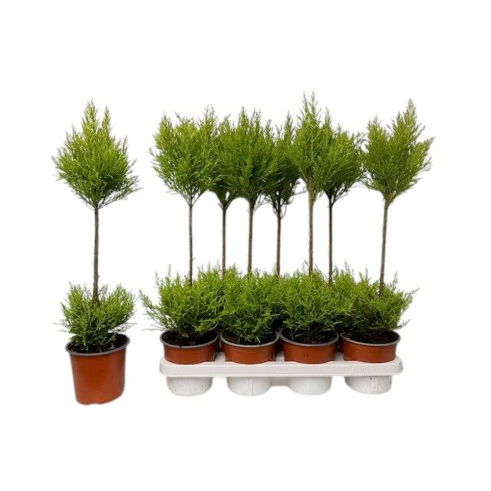 Cupressus Goldcrest Wilma - duobol.