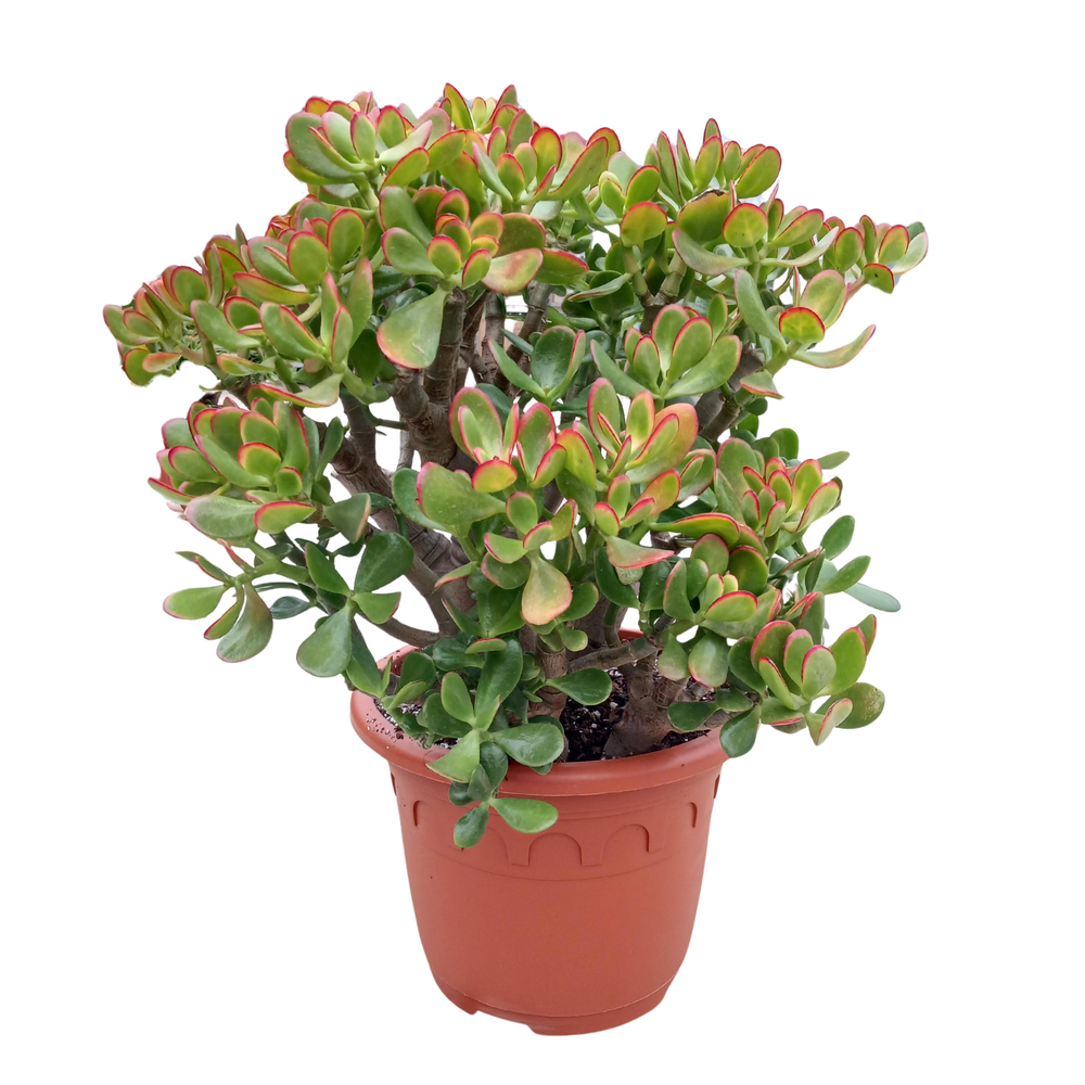 Crassula sunset 30 cm.
