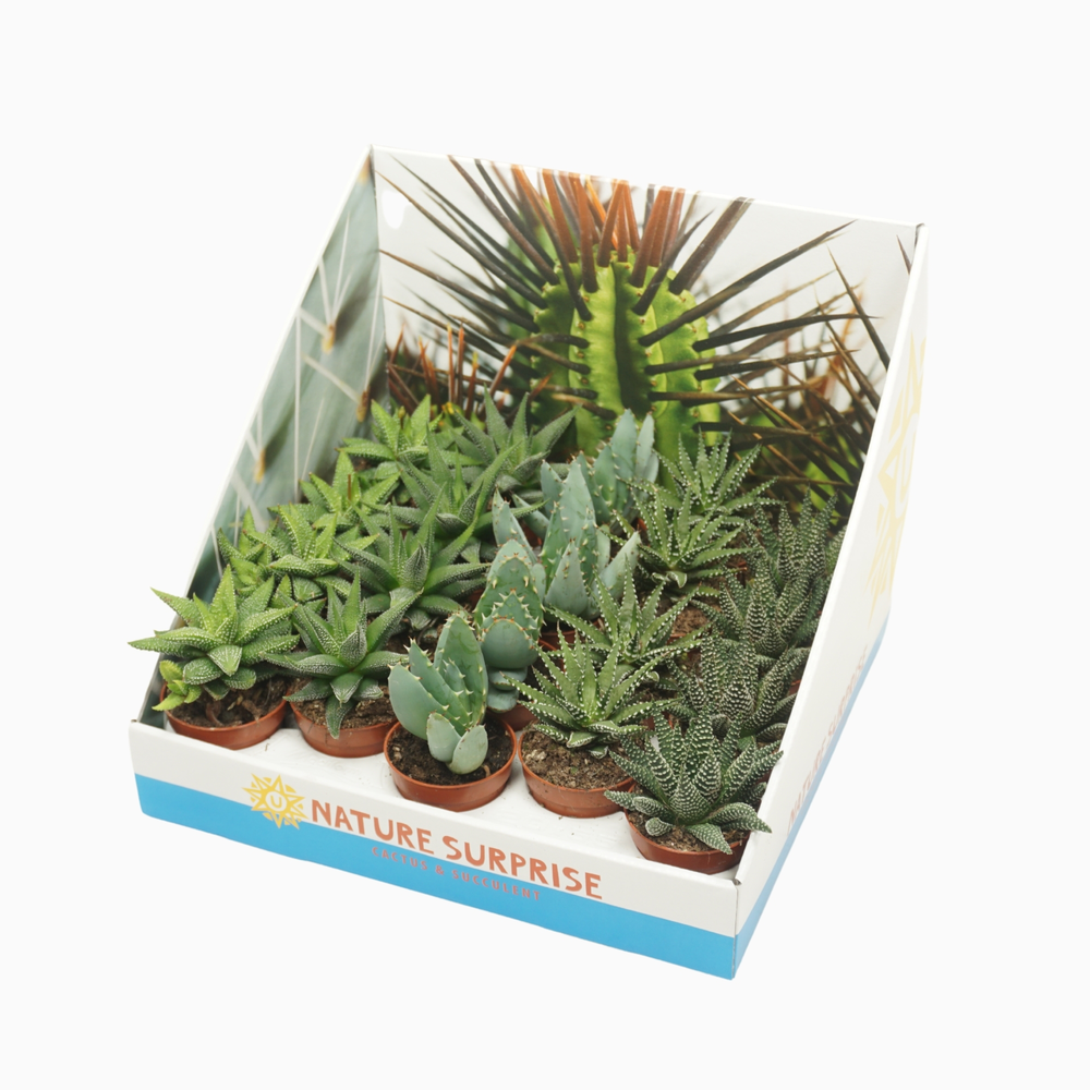 Aloë/Haworthia mix 5,5 cm in presentatiedoos.