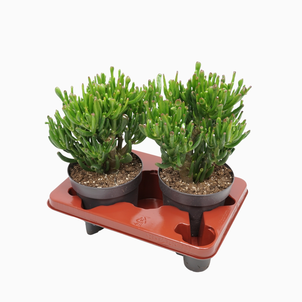 Crassula gollum 17 cm.