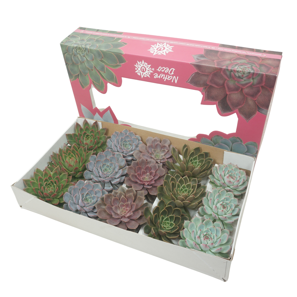 Gesneden Echeveria mix 11-12 cm Nature deco.
