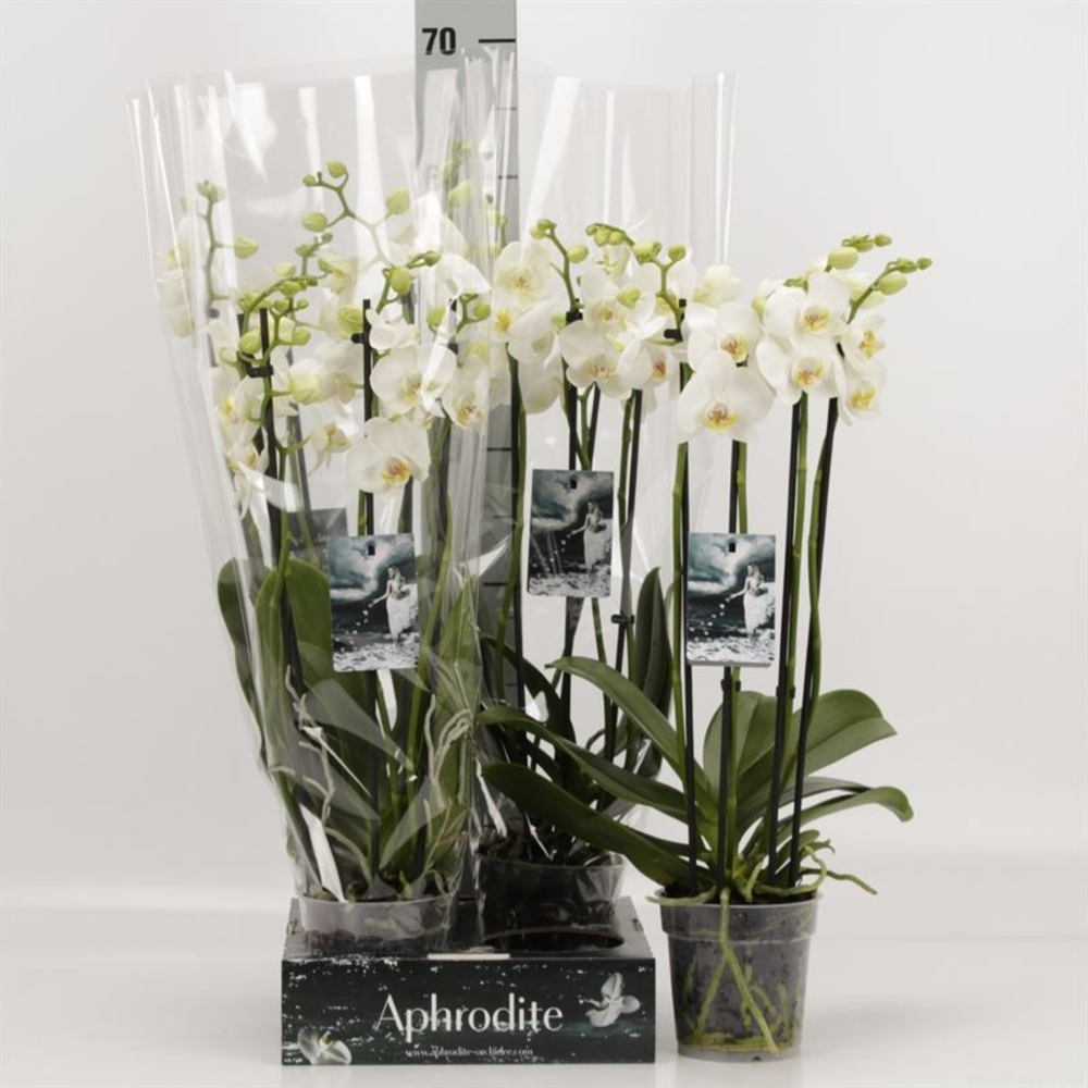 Phalaenopsis overig wit 4 Tak wit Goddess.