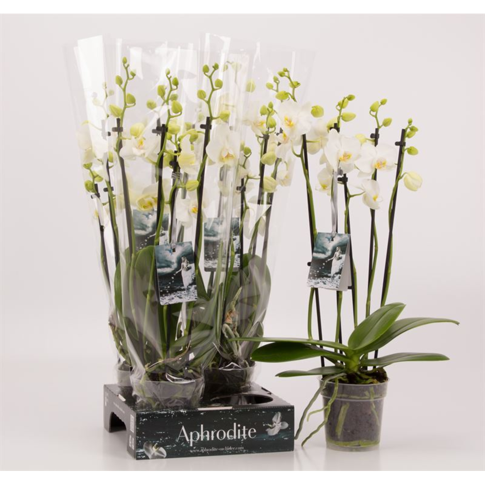 Phalaenopsis overig wit 5 tak wit Goddess.