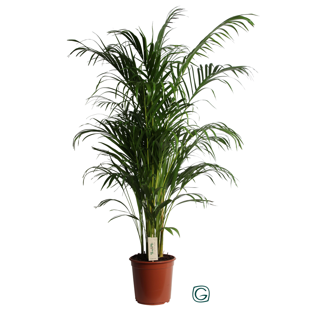 Dypsis Lutescens (Areca) P24 150.