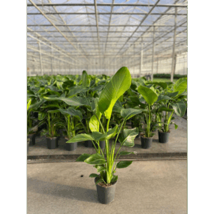 Strelitzia Nicolai 19 3 STEKKEN!.