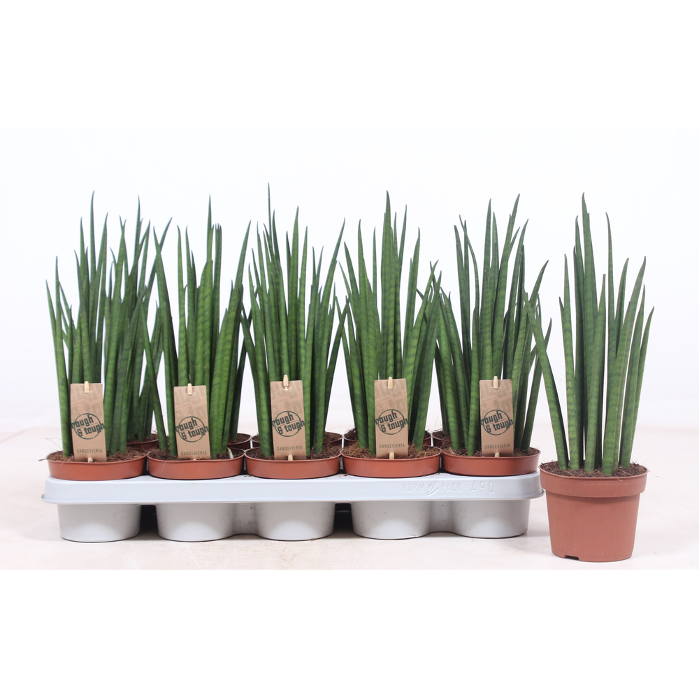 Sansevieria Mikado.