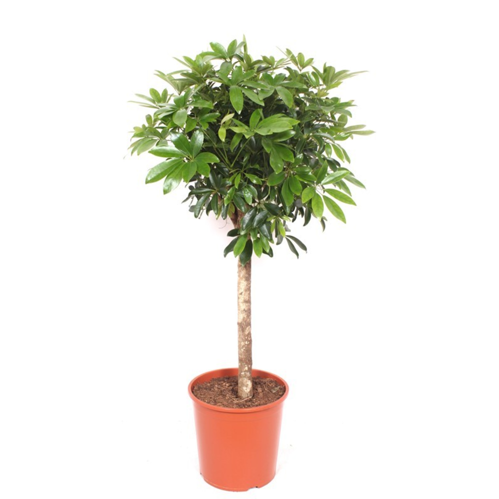 Schefflera arboricola 'Compacta'.
