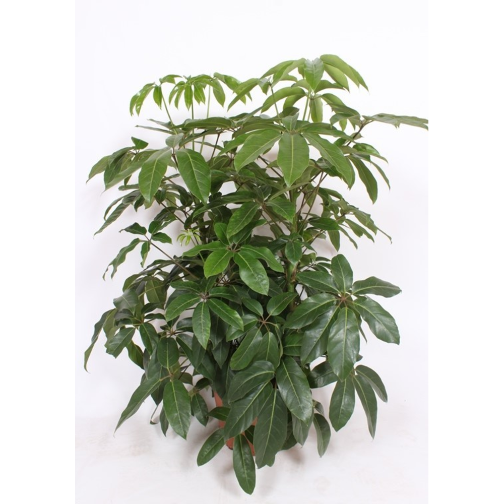 Schefflera actinophylla 'Amate’.