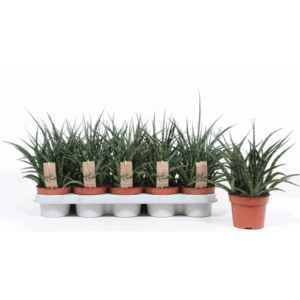 Sansevieria Fernwood Punk.