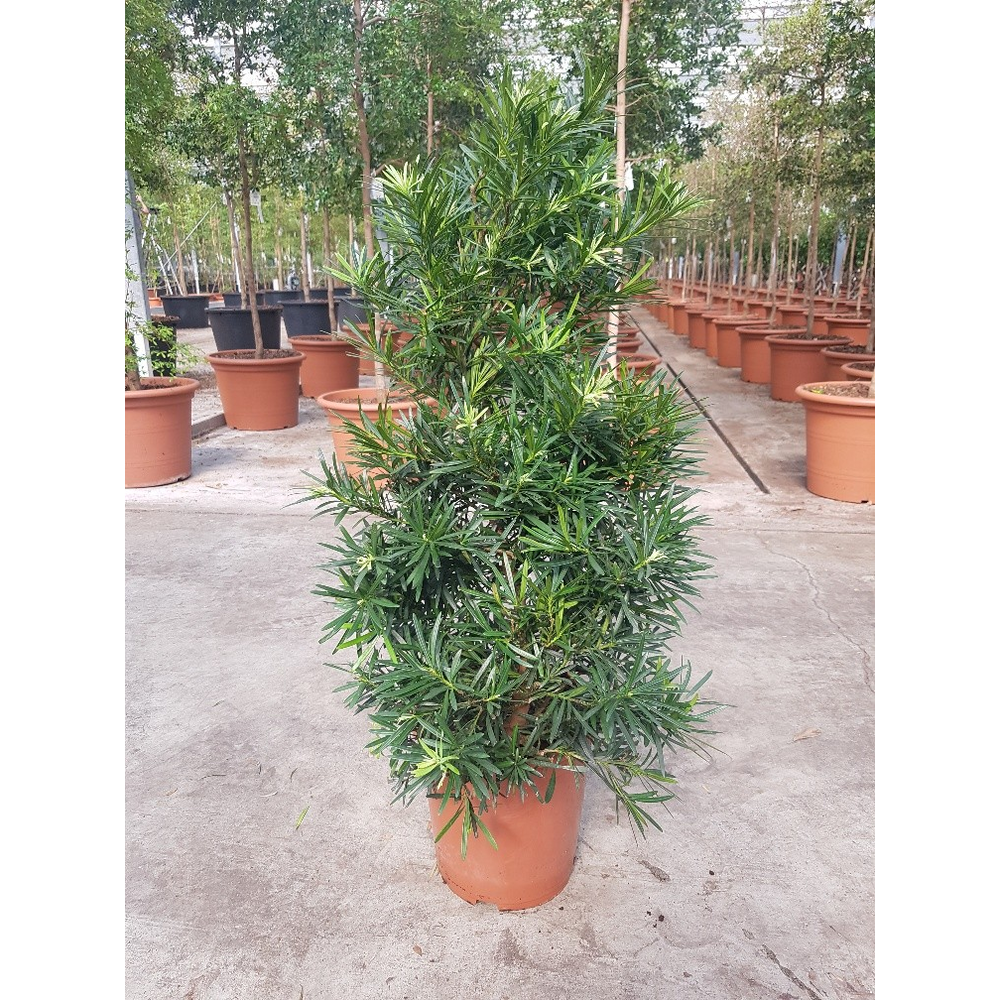 Podocarpus macrophylla.