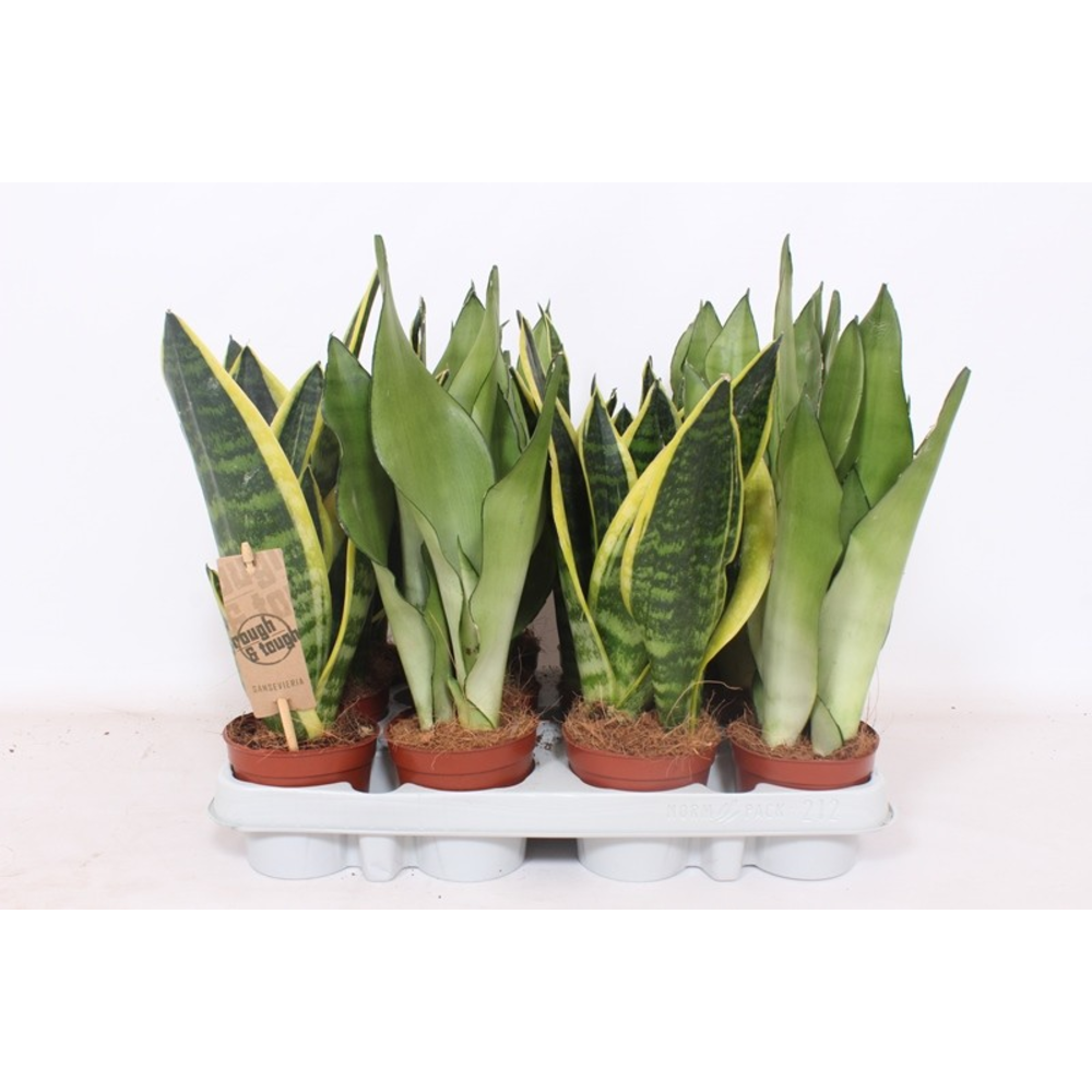 Sansevieria mix.