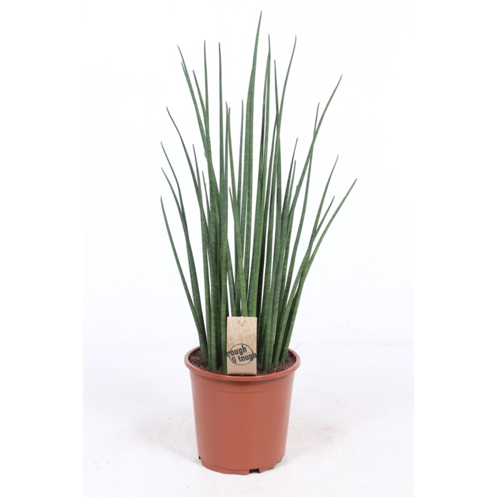 Sansevieria Mikado.