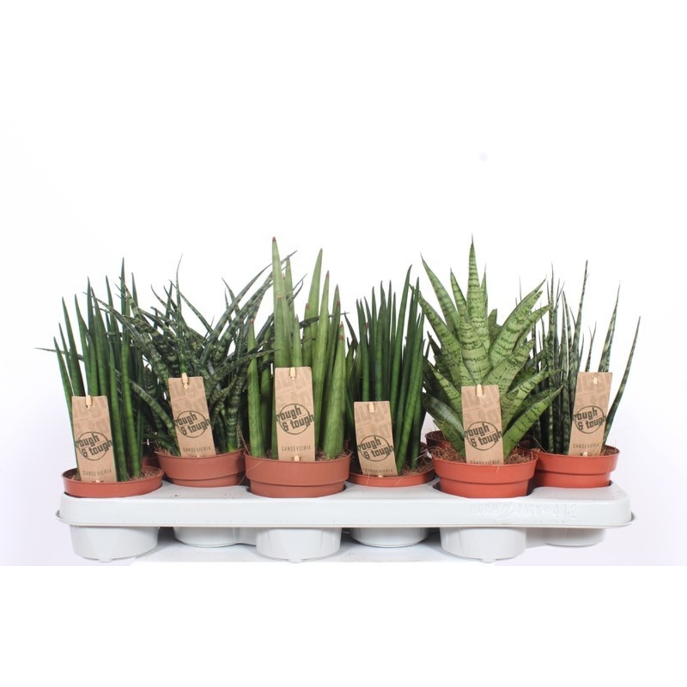 Sansevieria Luxe mix.