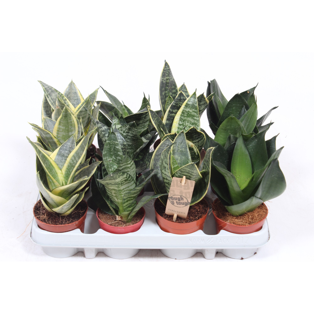 Sansevieria Hahnii Mix.