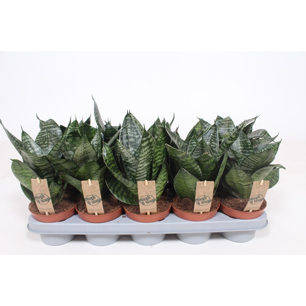 Sansevieria Hahnii.