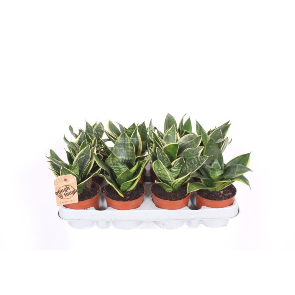 Sansevieria Golden Edge Hahnii.