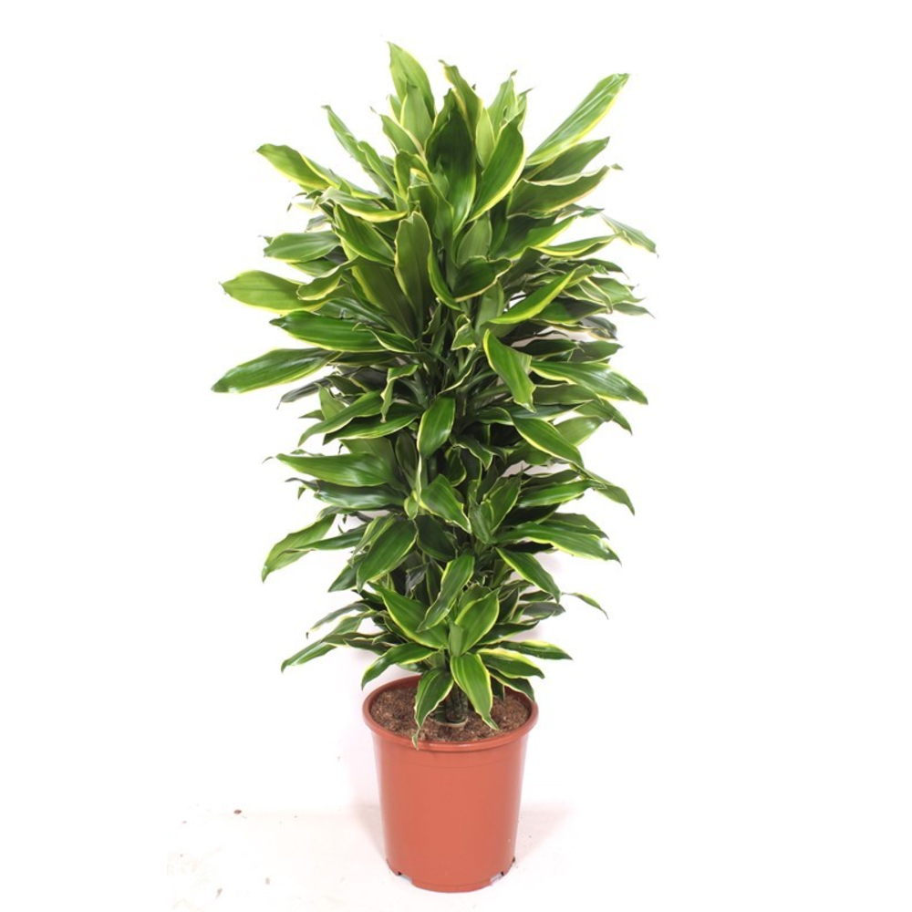 Dracaena Golden Coast.
