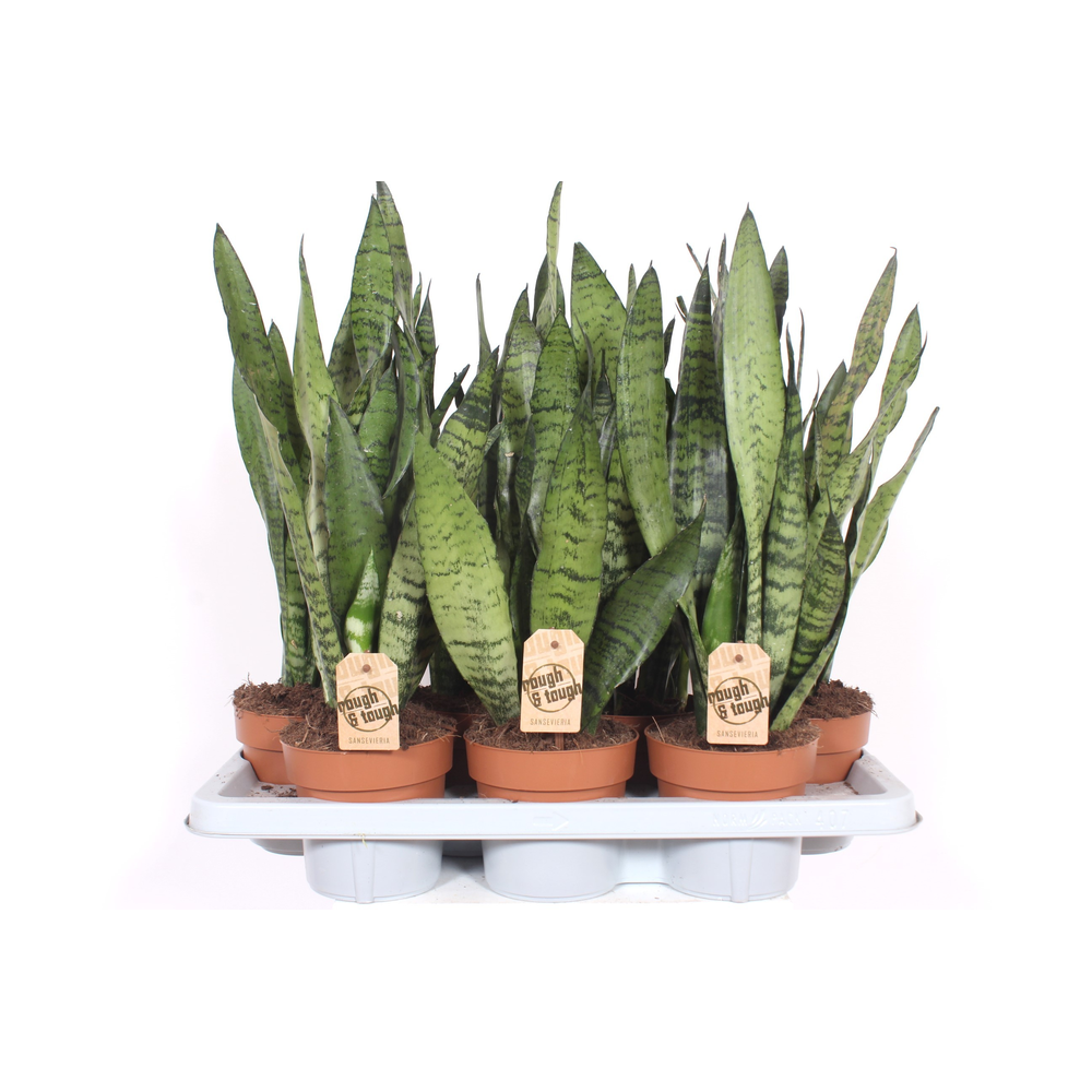Sansevieria zeylanica.