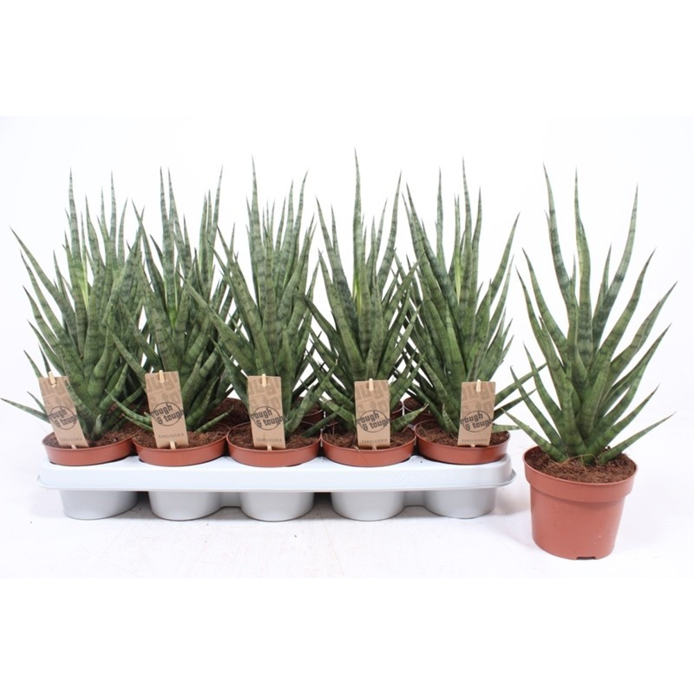Sansevieria Torch.