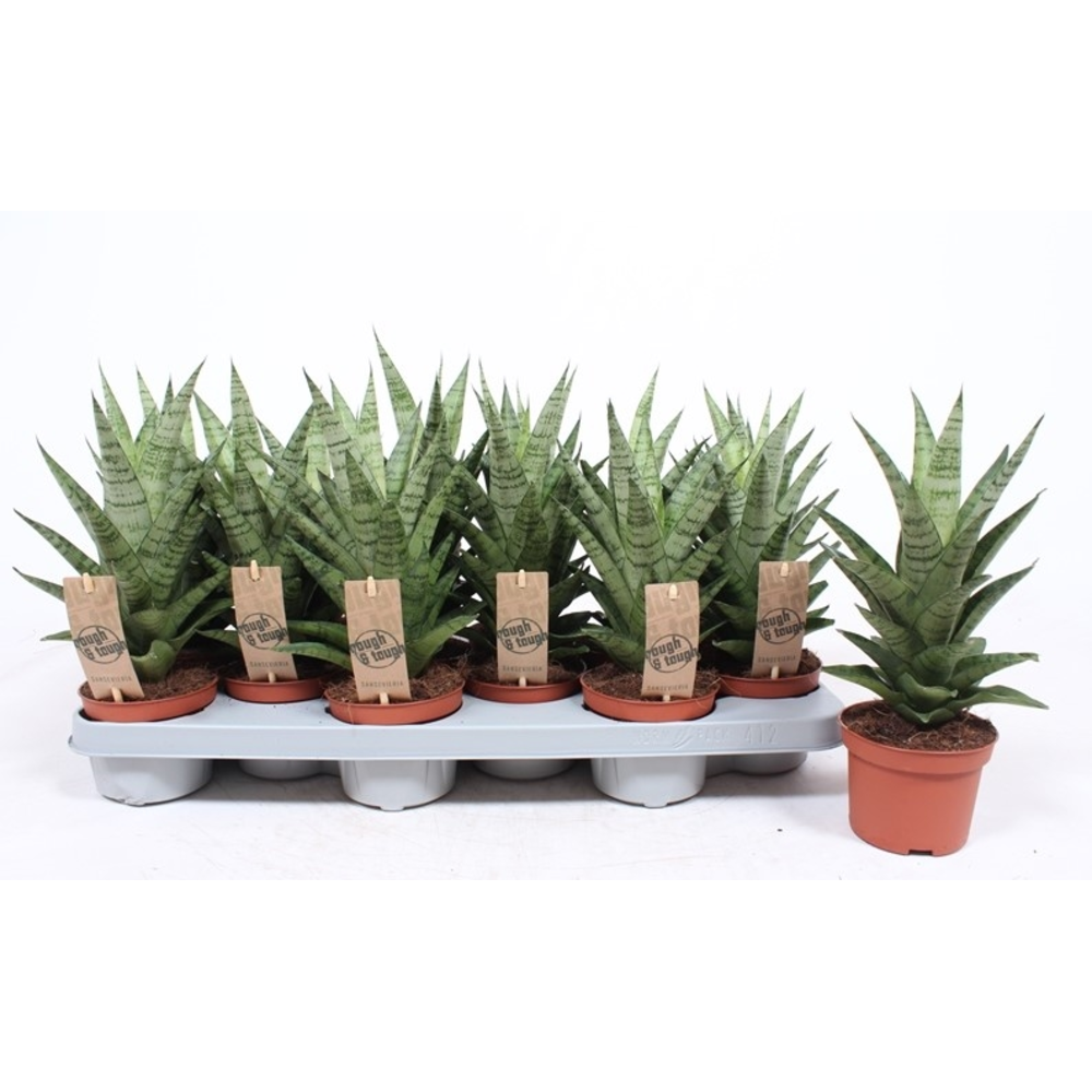 Sansevieria Tough Lady.