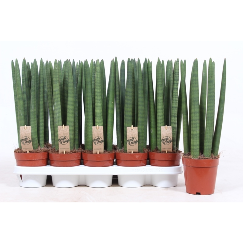Sansevieria Straight.